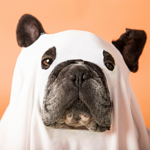 Easy DIY Dog Ghost Costume